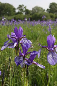 Irisblüte im Ried von Eriskirch