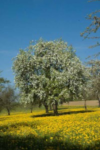 Ein kugelrunder Apfelbaum voller weisser Blüten, auf gelb blühender Wiese vor tiefblauem Himmel, Thurgau. 